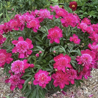 Les Fleurs Maltais